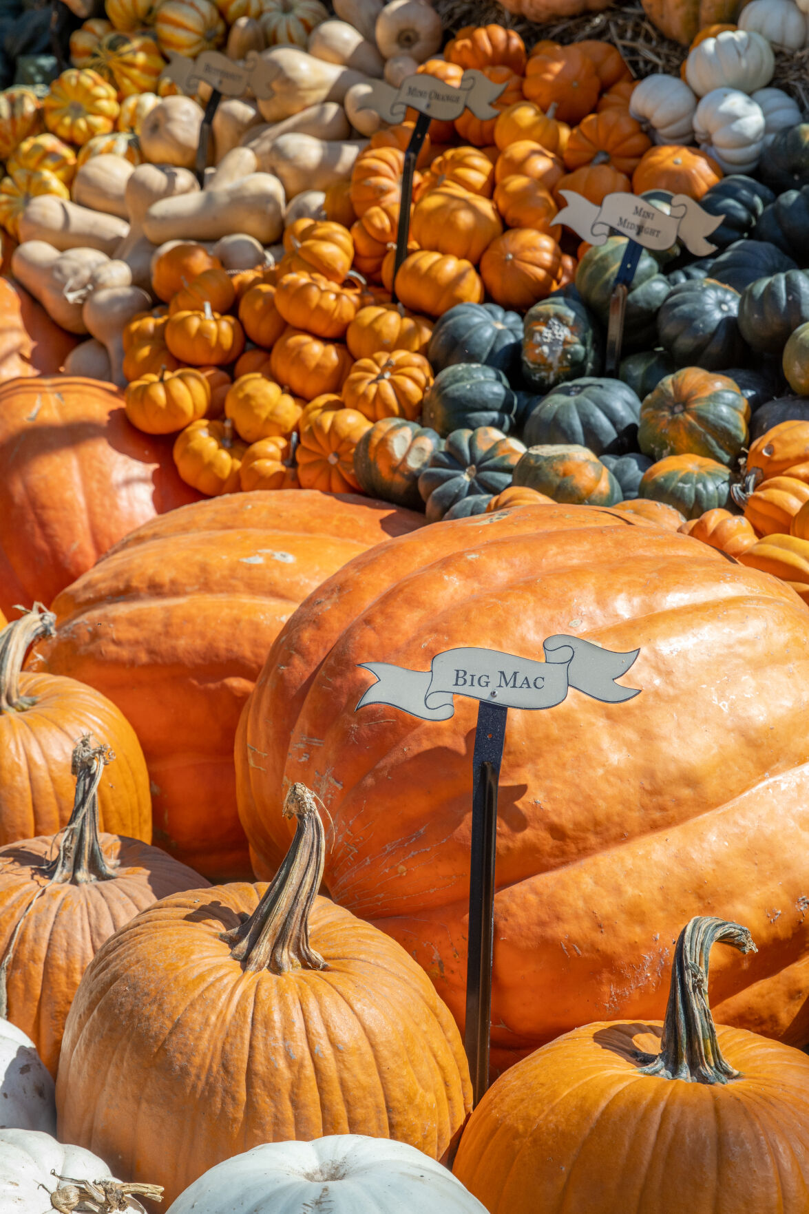 The Dallas Arboretum and Botanical Garden gives guests a rich taste of fall